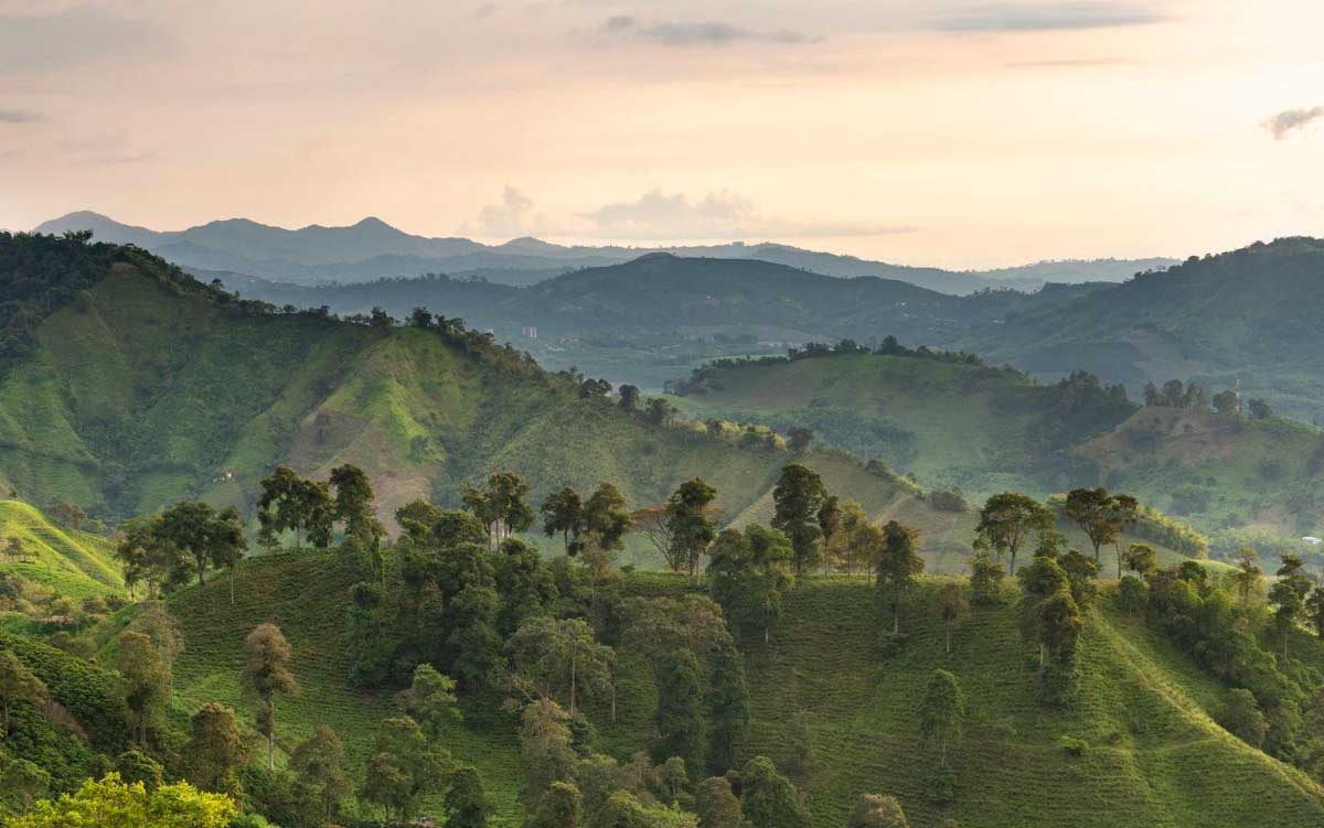 Coffee Region